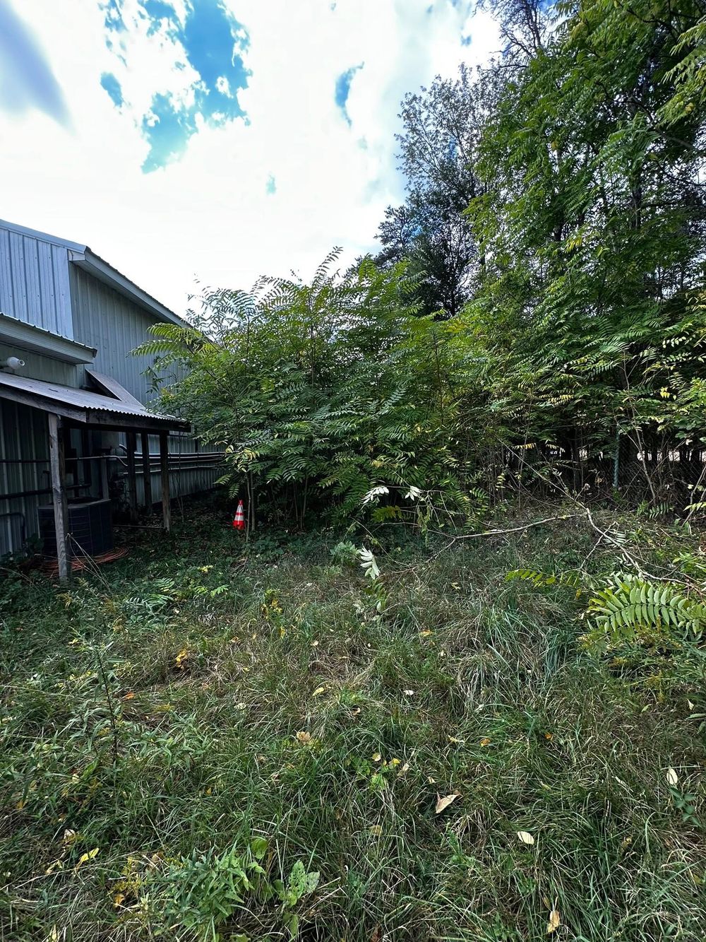 Before: overgrown yard